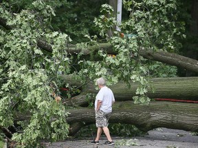 A man walks by a fallen tree at Gladstone Avenue and Somme Avenue in Windsor's South Walkerville area on Aug. 30, 2022.