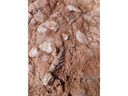 Nedatuotoje dalomojoje nuotraukoje matoma fosilija.  Lisa Cormier, mokyklos mokytoja iš Princo Edvardo salos, vaikščiojo pažįstamu takeliu Egmonto kyšulio paplūdimyje su savo šunimi, ieškodama jūros stiklo, kaip ir daugelį metų, kai pastebėjo fosiliją, kuri atrodė kaip susipynusios šakos.