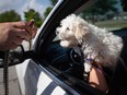 Dexter, a Bichon Frise, prepares to receive a microchip injection at a Windsor/Essex County Humane Society event at Tecumseh Mall on July 13, 2022.