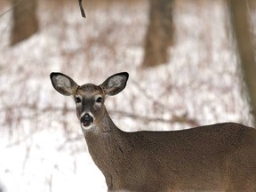 A doe looks around near Ojibway Parkway in Windsor in this January 2020 file photo.