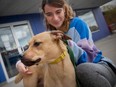 Freddie, a Black Mouth Cur from Florida, spends time with Andy French of the Windsor-Essex County Humane Society on Oct. 7, 2022. Freddie is being fostered in Windsor-Essex until he can find a permanent home.