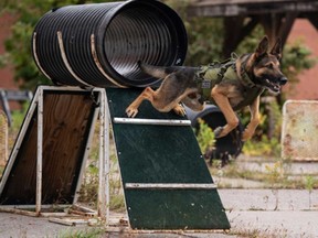 Essex County OPP K-9 Maximus demonstrates his skills in this October 2020 image courtesy of provincial police.