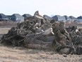 Stumps from recently cut trees are shown on Friday, November 4, 2022 along Wyandotte Street East in Windsor where new homes will be built.