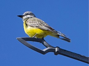 Los fuertes y cálidos vientos de Texas probablemente llevaron a esta ave tropical mucho más allá de su hábitat normal.  Cientos de observadores de aves se han sentido atraídos por Windsor desde que fue visto por primera vez hace cuatro semanas.  Se muestra aquí el jueves en el área donde está atrapando moscas: la esquina de las calles Russell y Mill.