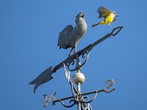 Tropical royal birds are common in their native habitat, but that's usually anywhere south of Mexico.  This rare visitor — photographed Thursday, November 10, 2022, atop a weathervane at the foot of Mill Street in Windsor — was delighted with birds flocking to Windsor from across the county.  (Dax Millmer/Postmedia Network)