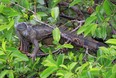 An iguana sits in a tree at the Wakodahatchee Wetlands on March 31, 2021 in Delray Beach, Florida. (Photo by Bruce Bennett/Getty Images)