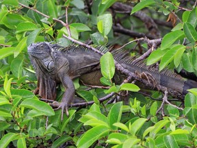 An iguana sits in a tree at the Wakodahatchee Wetlands on March 31, 2021 in Delray Beach, Florida. (Photo by Bruce Bennett/Getty Images)