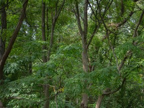timber Leafy trees at Windsor's Ojibway Park are shown in this August 2021 file photo.