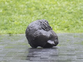 The head of a statue of Sir John A. MacDonald lies on the pavement after the stature was toppled in Montreal on Aug. 29, 2020.
