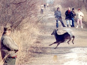 A white-tailed deer is seen running across a path at Point Pelee National Park in January 2005 as several people watch. A cull begins Thursday and runs to Jan. 20 to thin out the number of deer in the park. (File photo)