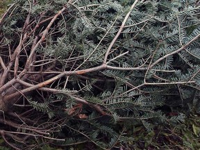 A discarded Christmas tree is shown in this December 2021 file photo.