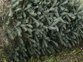 A discarded Christmas tree is shown in this December 2021 file photo.