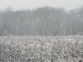 A forested area near Todd Lane and Malden Road in LaSalle is shown on Wednesday, January, 25, 2023 where alleged illegal clearcutting was discovered.