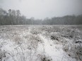 A forested area near Todd Lane and Malden Road in LaSalle is shown on Wednesday, January, 25, 2023 where alleged illegal clearcutting was discovered.