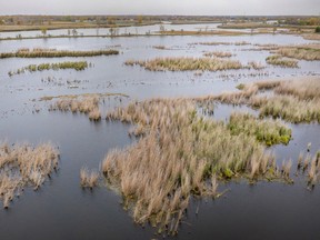 A section of the new Collavino Conservation Area, located south of River Canard and donated by the Collavino family, is pictured on Oct. 20, 2022. DAX MELMER/Windsor Star