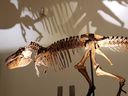 Dalis Dinozaurų atradimų parodos Vindzoro muziejuje.