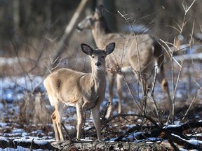 A couple of deer are shown at the Ojibway Park in Windsor on Tuesday, January 24, 2023.