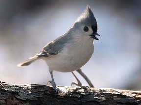 A tufted titmouse is shown at the Ojibway Park in Windsor on Tuesday, January 24, 2023.