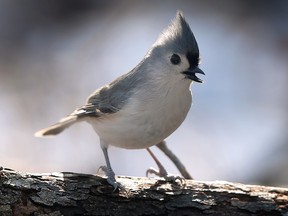 Masse makes case for Ojibway National Urban Park ahead of third vote A tufted titmouse is shown at the Ojibway Park in Windsor on Tuesday, January 24, 2023.