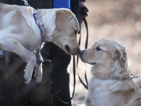 Masse makes case for Ojibway National Urban Park ahead of third vote A couple of dogs owned by visitors to the Ojibway Park in Windsor greet each other on Tuesday, January 24, 2023.