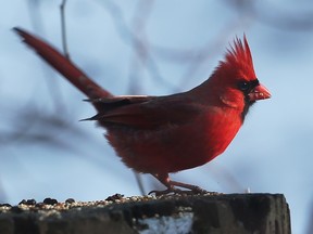 A northern cardinal is shown at the Ojibway Park in Windsor on Tuesday, January 24, 2023.