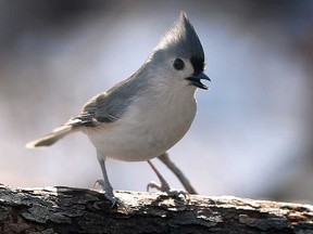 A tufted titmouse is not bothered by the cold at Windsor's Ojibway Park in this January 2023 file photo.