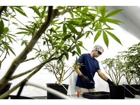 Employees work in the Mother Room at the Canopy Growth Corp. facility in Smith Falls, Ontario, Canada, on Tuesday, Dec. 19, 2017. Canadian medical marijuana is setting the stage to go global. The country's emerging legal producers have a chance to seize opportunities in other countries that could make them worldwide leaders, according to Linton.
