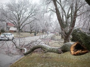 WINDSOR, ONT:. FEBRUARY 23, 2023 - A portion of a large tree has fallen onto Longfellow Avenue after a significant ice storm hit the region, on Thursday, Feb. 23, 2023.