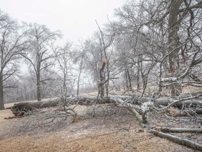A entire tree fell down at Optimist Memorial Park after a significant ice storm hit the region, on Thursday, Feb. 23, 2023.