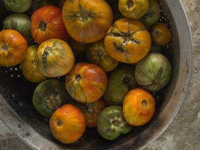 The rugose virus can discolour tomatoes, similar to the ones pictured.