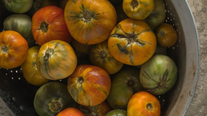 Devastating virus attacking local tomato crops