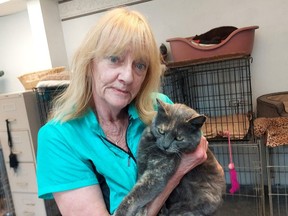 Mary Ann Holland, owner K-9 Klips in Wallaceburg, is seen here with a stray cat that has a microchip from a British Columbia animal rescue organization that is no longer operating. (Ellwood Shreve/Chatham Daily News)
