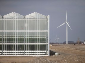 Homes and windmills are seen in the background of a large Leamington greenhouse on Mersea Road 11, on Wednesday, March 1, 2023.