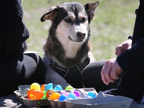 Who's a good boy? A four-legged participant is shown at the National Service Dogs' annual Easter egg hunt at Windsor's Malden Park on Friday, April 7, 2023.