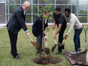 From left: Windsor Mayor Drew Dilkens, Ward 8 Coun. Gary Kaschak, executive director of parks and facilities James Chacko, and city forester Yemi Adeyeye plant a tree outside the greenhouse at Jackson Park in Windsor on Friday, April 21, 2023.