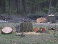 Freshly cut trees near a residence in the 1900 block of Lansing Street in Windsor are shown on Wednesday, April 26, 2023.