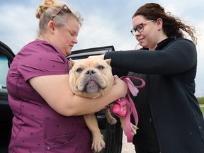 Waiting to get ID'd. Jamie Dolson, left, and Kayla Beetham from the Windsor/Essex County Humane Society deliver a microchip to a dog during a drive-thru clinic at the Libro Credit Union Centre in Amherstburg on Sunday, April 16, 2023.