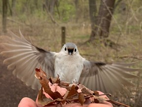 A Tufted Titmouse, Windsor's new official bird, checks out the offerings at Ojibway Park, on Tuesday, April 25, 2023.