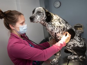 Erin Dennis examines Arrow, a Border Collie mix, at the Windsor/Essex County Humane Society, on Wednesday, April 5, 2023.