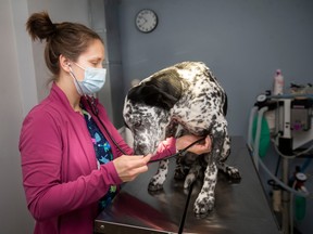 Erin Dennis examines Arrow, a Border Collie mix, at the Windsor/Essex County Humane Society, on Wednesday, April 5, 2023.