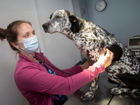 Erin Dennis examines Arrow, a Border Collie mix, at the Windsor/Essex County Humane Society, on Wednesday, April 5, 2023.