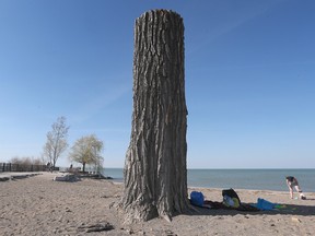 This large tree stump at the Lakewood Park Beach along the Lake St. Clair shoreline in Tecumseh, shown on Thursday, April 13, 2023, is to be turned into a sculpture of Shawnee Chief Tecumseh.