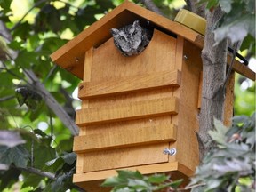 Une femelle adulte Petit-duc maculé jette un coup d'œil hors de la maison de nidification que Chris Jacobson a construite dans son jardin à Windsor, en Ontario.  Photographié en mai 2023.