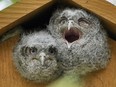 Two Eastern Screech Owl nestlings have a look outside their home in a tree in the backyard of Chris Jacobson in Windsor, Ontario, in May 2023.