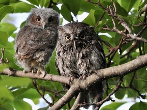 Deux jeunes Petits-ducs maculés se perchent sur un arbre dans l'arrière-cour de la maison de Chris Jacobson à Windsor, en Ontario, en mai 2023.