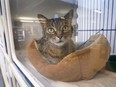 A cat who was up for adoption peers out from inside an enclosure at the Windsor/Essex County Humane Society in July 2022.