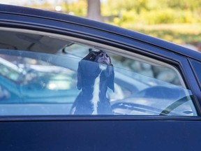 A dog sticks its nose out of a window opening in a car on a sunny day in this undated stock photo.
