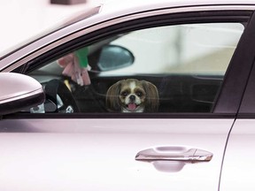 An unattended dog peers out from inside a car with closed windows in a parking garage in Edmonton in June 2022.