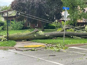 A massive fallen tree in Harrow after the storm on July 26, 2023.