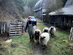 Tamara McPhail escorts her sheep to pasture each morning on Linnaea Farm, an ecological agricultural land trust on Cortes Island.
